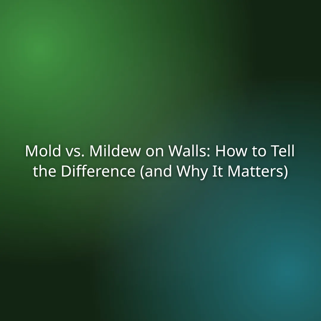 Mold vs. Mildew on Walls: How to Tell the Difference (and Why It Matters)
