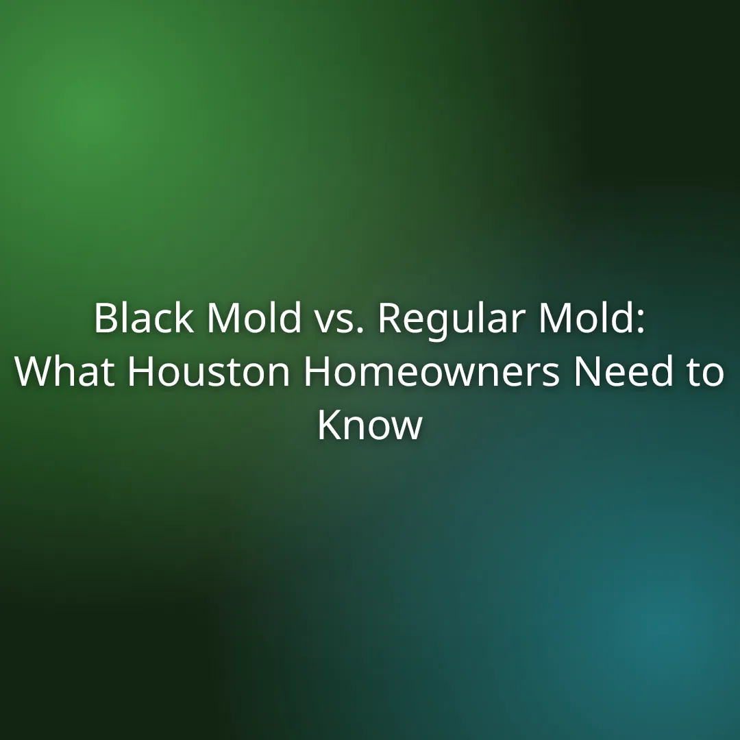 Black Mold vs. Regular Mold: What Houston Homeowners Need to Know